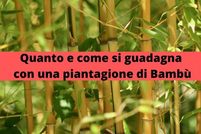 come e quanto si guadagna con una piantagione di bambù